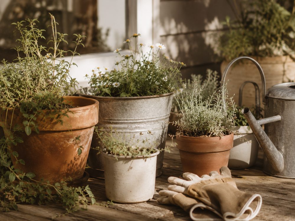 Potted herbs and daisies on a sunny garden bench